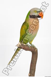 Parrot Psittacula alexandri 0022